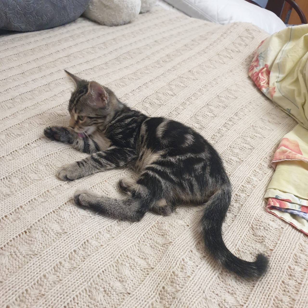 Котёнок девочка в добрые руки